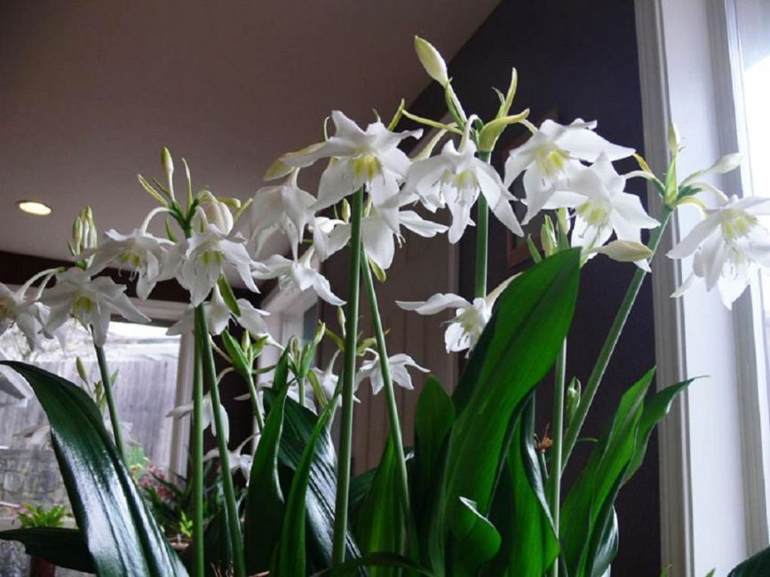 Eucharis blanc