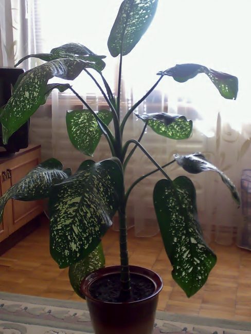 Dieffenbachia - une plante vénéneuse