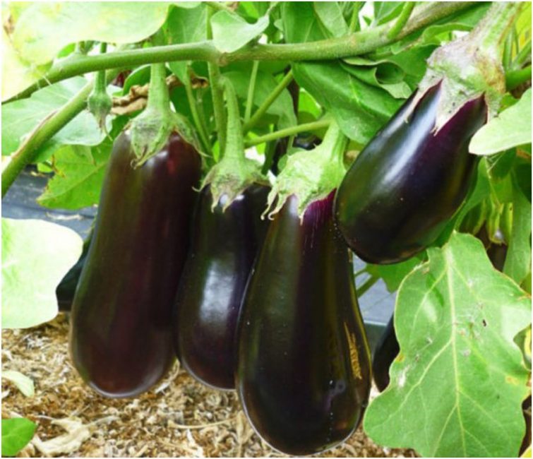 Variété d'aubergine Anet F1