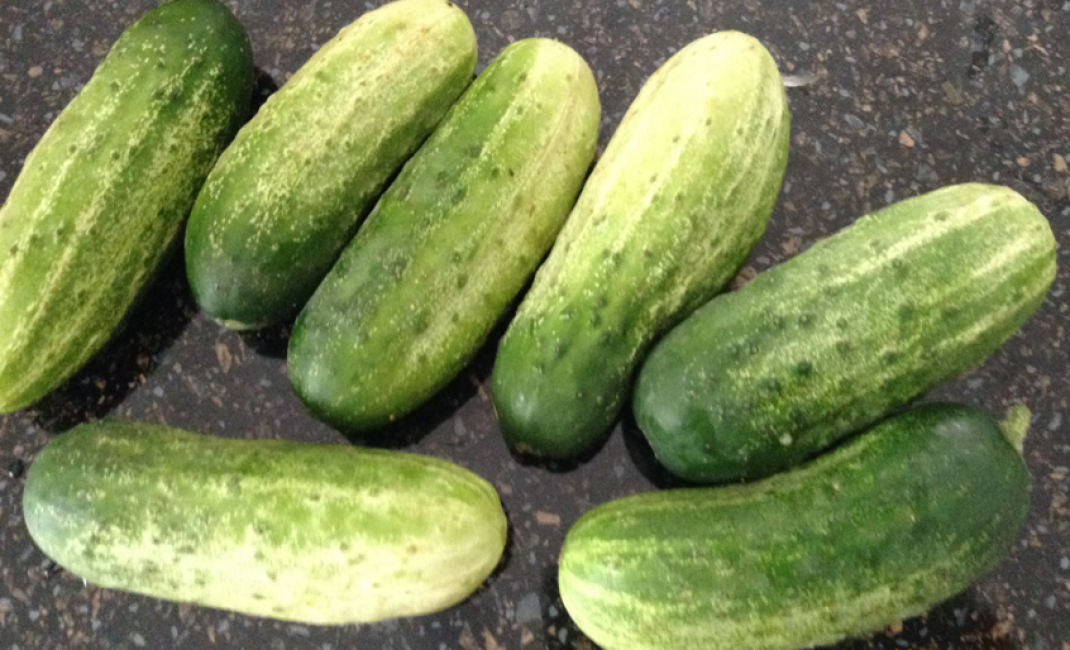 Variété de concombre balalaïka