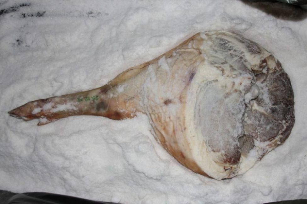 Viande pour faire du jambon après deux semaines de salage