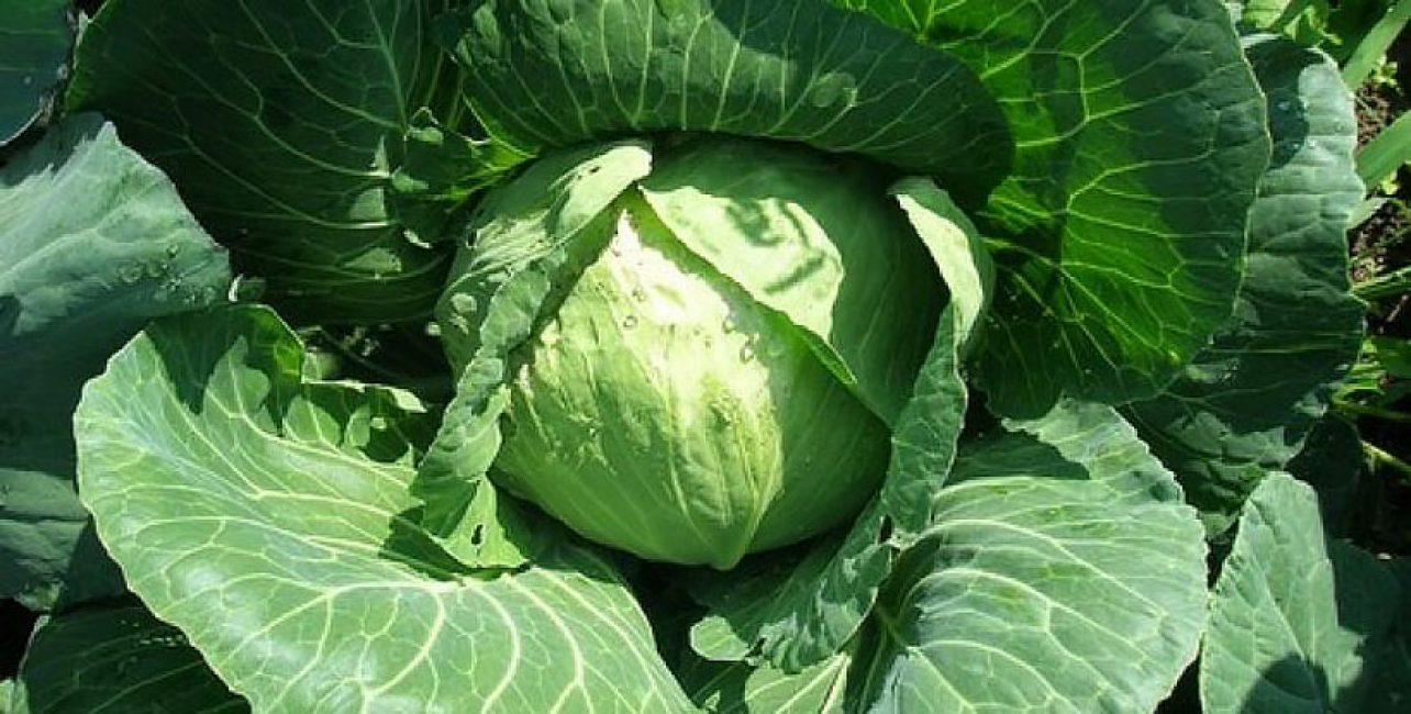 Variété de chou Krautman