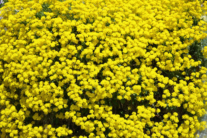 La dispersion jaune citron de l'alyssum rocheux est visible de loin. La floraison est courte, seulement un mois