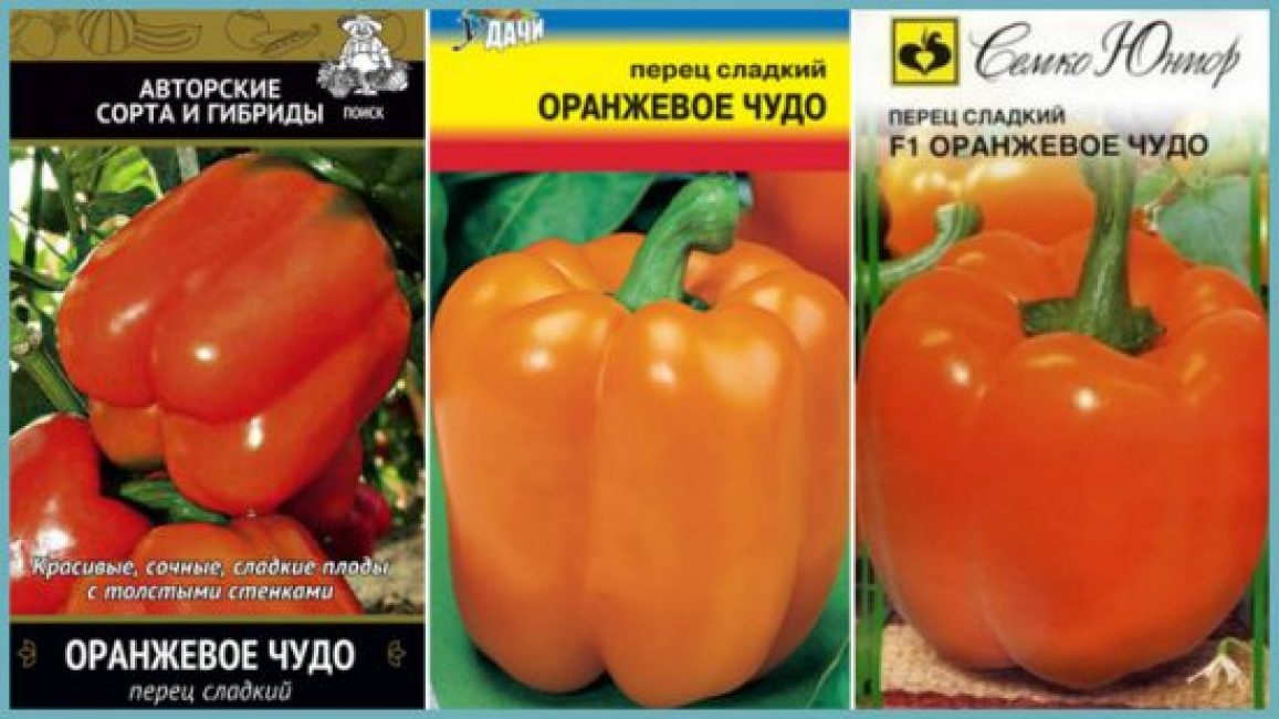 Les gros fruits de la variété Orange Miracle ont de bonnes qualités commerciales.