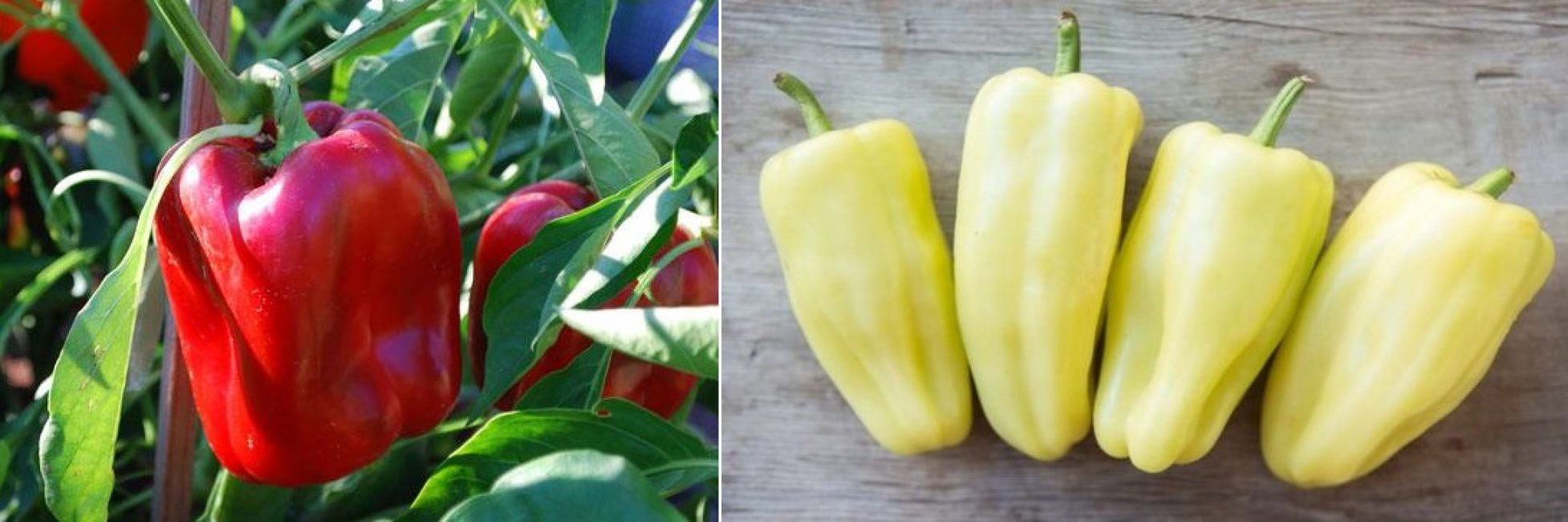 Variété Belozerka à fruits rouges et jaunes