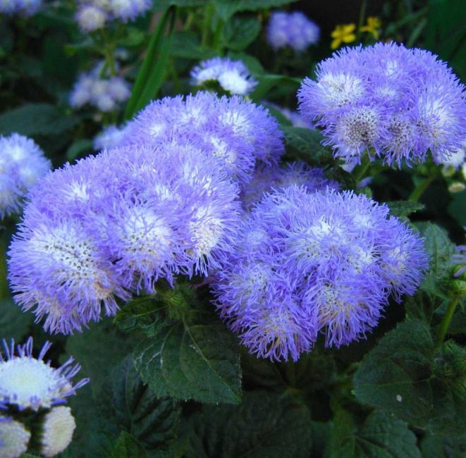 Vison bleu Ageratum