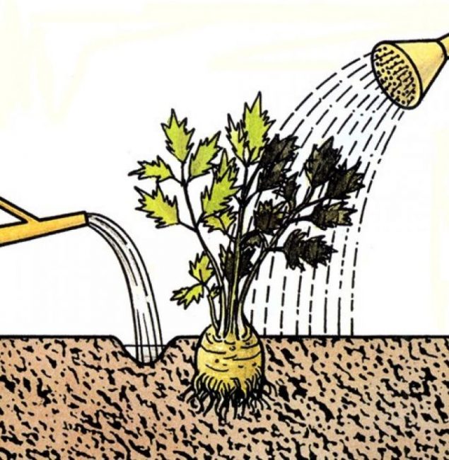 Céleri arrosé sous la racine