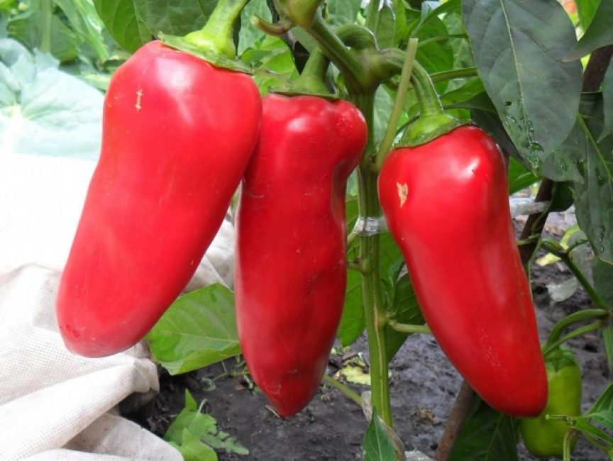 Variété de piment d'oreille de vache