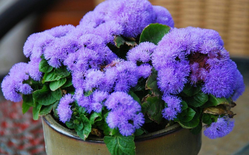 Bleu Perfection Ageratum