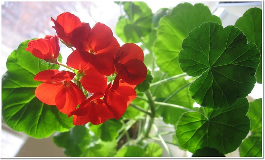 Les floriculteurs peuvent être confrontés au fait que les géraniums ne fleurissent pas.