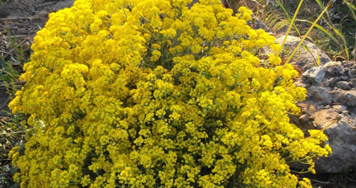  Les pinceaux corymbose sont constitués de nombreuses fleurs jaune citron.