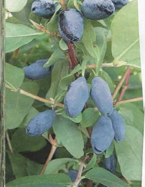 variété de chèvrefeuille bouvreuil