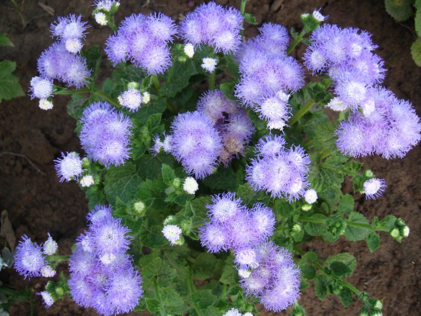 Pour que la fleur soit acceptée en plein champ, vous devez vous assurer qu'il n'y aura pas de gel.