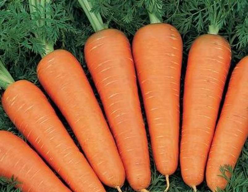 Variété Volzhskaya 30