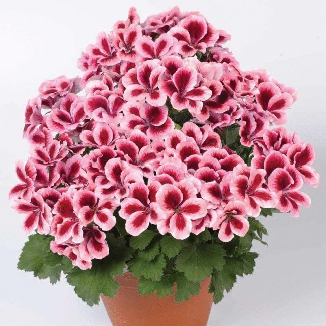 La variété la plus fantaisiste et capricieuse est le géranium royal.