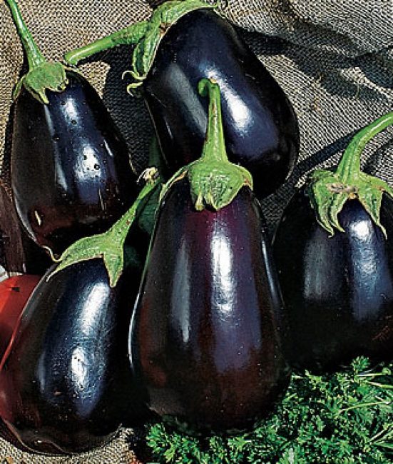 Variété d'aubergine Albatros