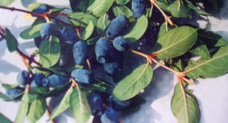 Variété de chèvrefeuille Bazhovskaya