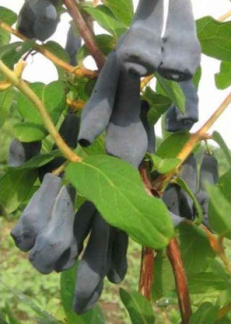 Variété de chèvrefeuille de la fille du géant