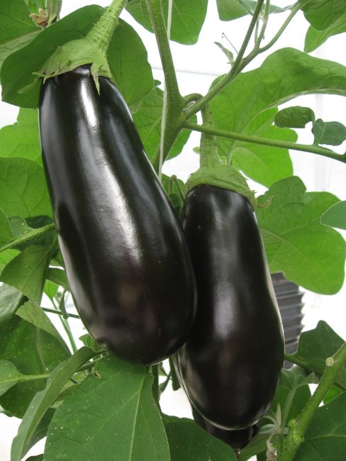 Variété d'aubergine Hippo