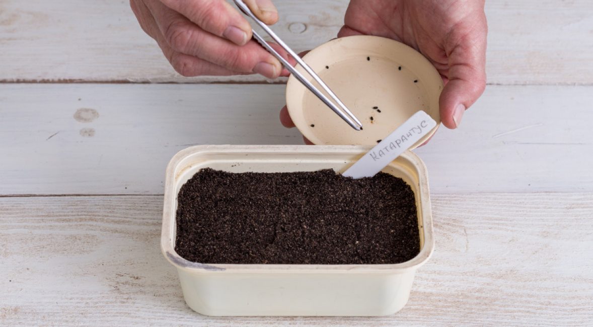 Les semis doivent être semés fin février - début mars.