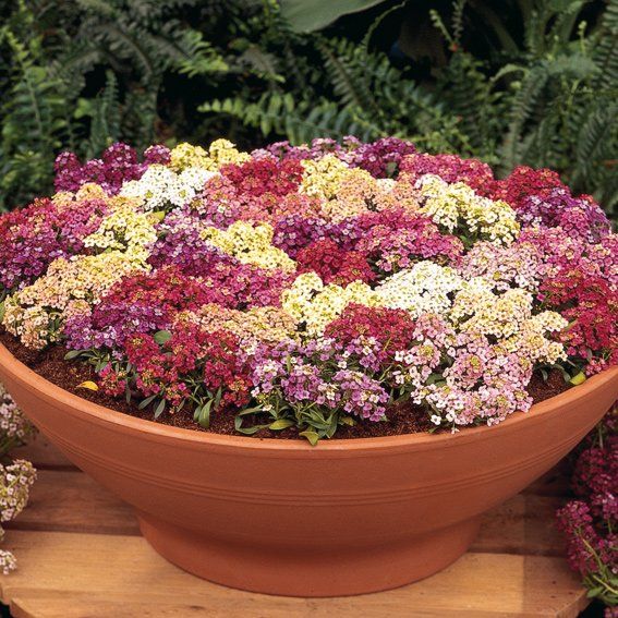 Les jardiniers combinent les fleurs violettes d'Aphrodite avec la saxifrage rose, cela va bien avec sanvitalia, sur fond d'orpins bleuâtres, il est tout simplement magnifique