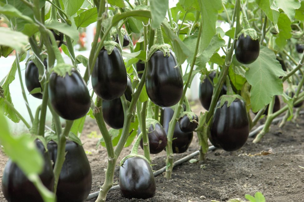 Variété d'aubergine Clorinda