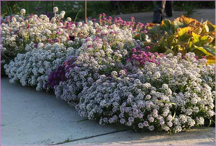 Une infusion de fleurs est utilisée pour décolorer les taches de vieillesse, éliminer les taches de rousseur.