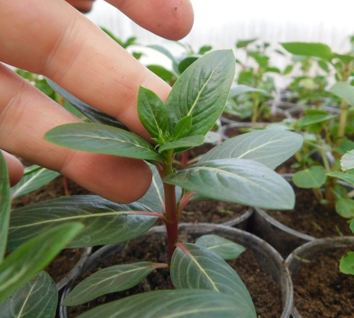 Lorsque la plante atteint une hauteur de 7 cm et qu'elle a au moins 2 feuilles, une cueillette est effectuée