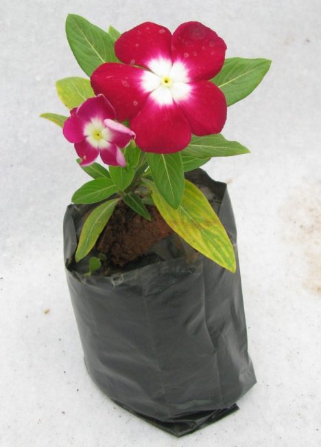 Convient pour les boutures à tout moment de l'année