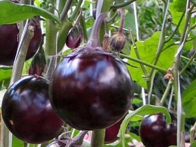 Variété d'aubergine Sancho Panza
