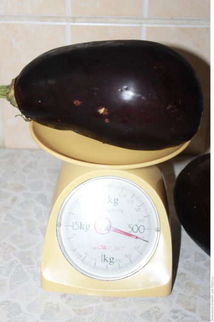 Variété d'aubergine à front de taureau