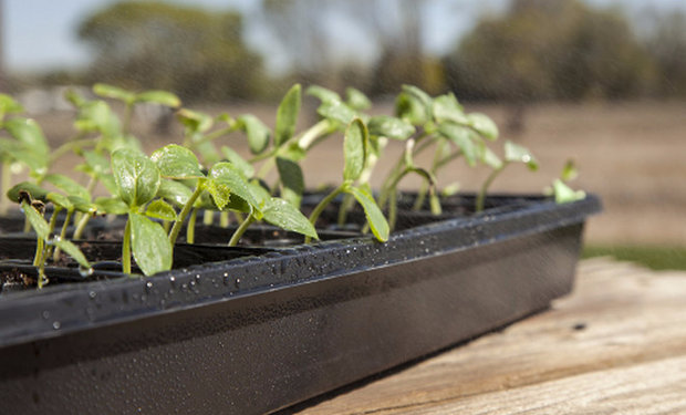 Pour l'endurcissement, les semis doivent être systématiquement sortis dans la rue.