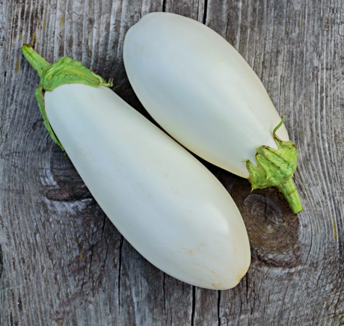 Variété d'aubergine cygne