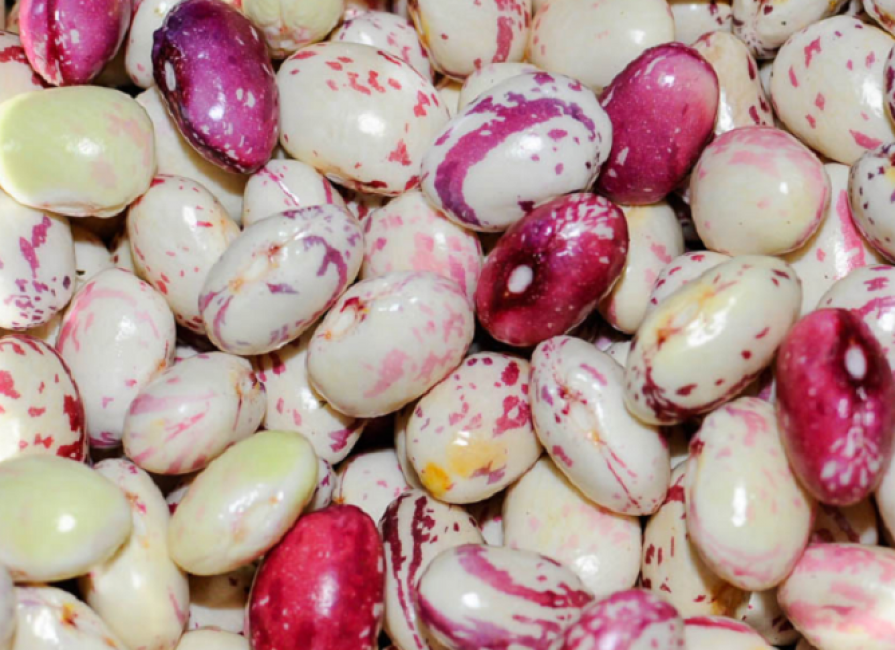 Le favori des jardiniers de la voie du milieu est Gribovskaya précoce (90 jours). Accumule le maximum possible de vitamines et de minéraux en peu de temps.