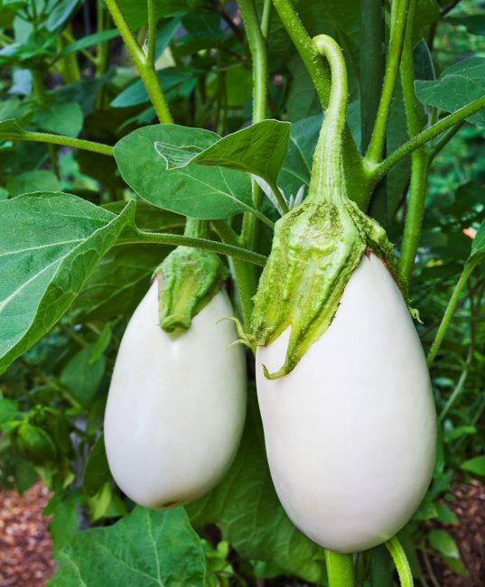 Variété d'aubergine saveur champignon