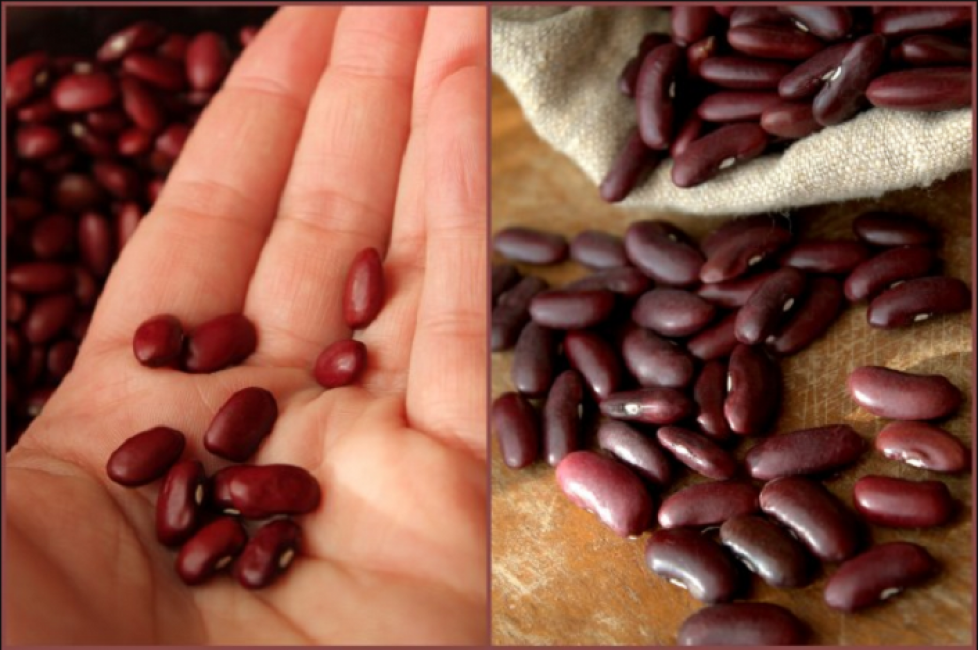 Une autre variété à surveiller est le Rognon rouge.