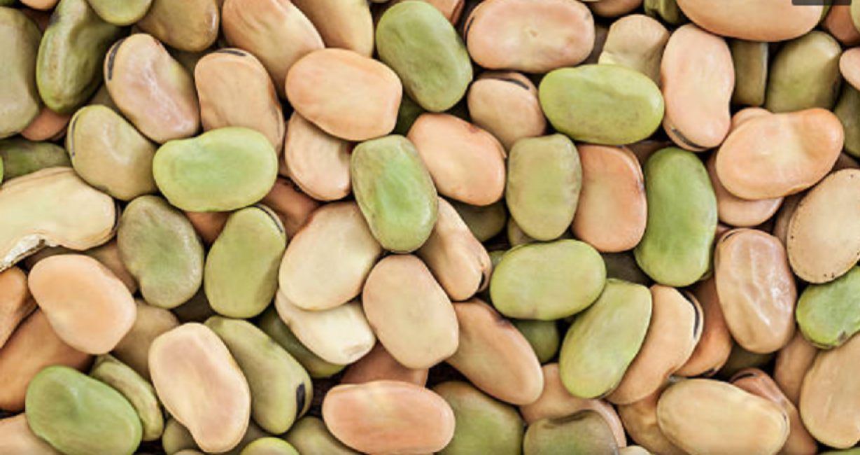 Fava - une variété séduisante avec la beauté antique des graines et des valves de couleur pâle