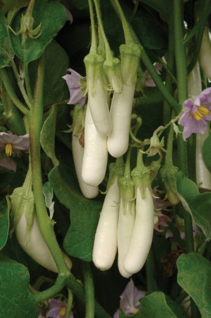 Variété d'aubergine glacée