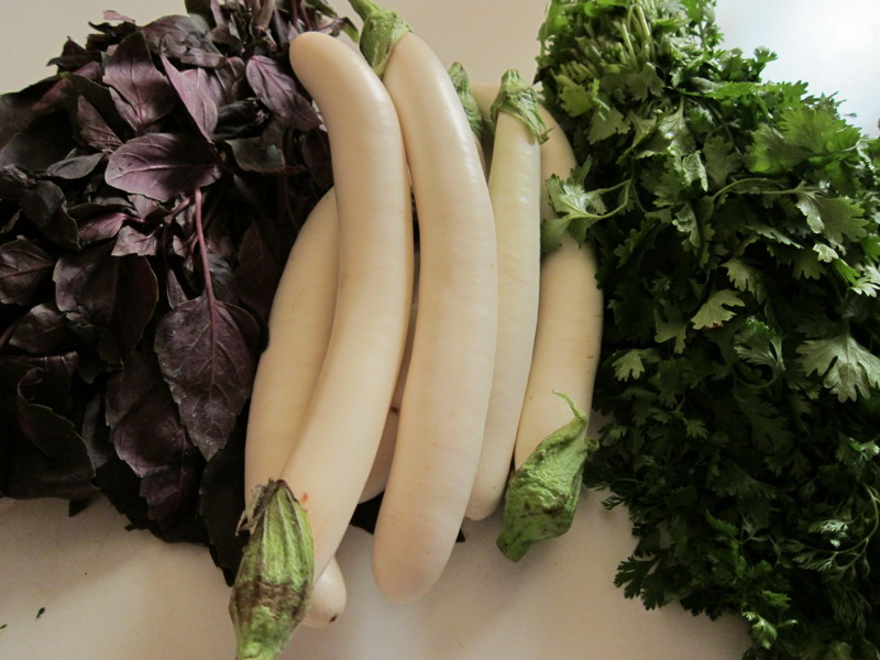 Variété d'aubergine pélican