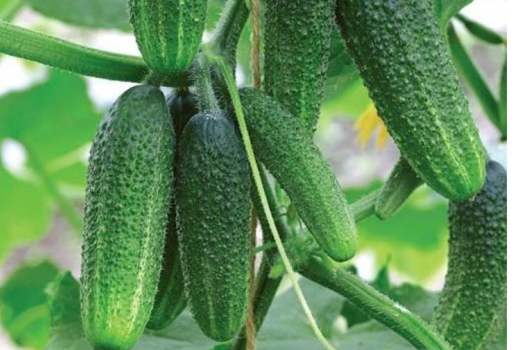 La petite-fille de grand-père F1