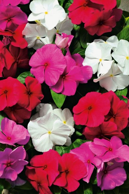 Il ne faut pas oublier que le catharanthus est venimeux