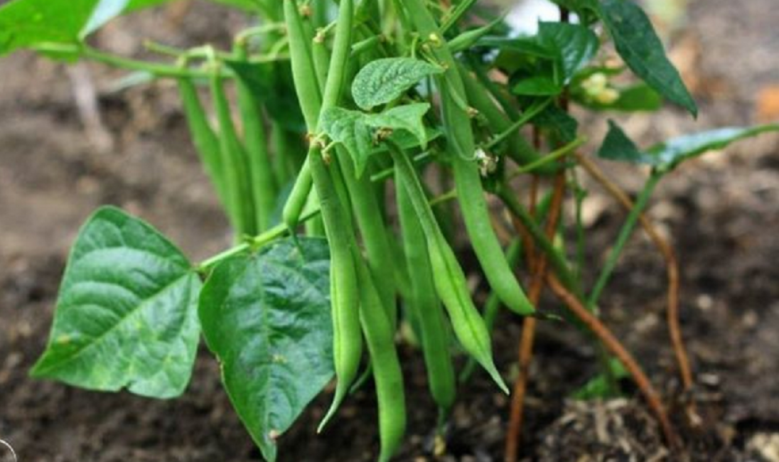 Le buisson à maturité précoce (50 jours) Saxa surprend avec des grains roses à l'intérieur des omoplates vert pâle presque dépourvues de fibres. La longueur de la gousse est de 12 cm.