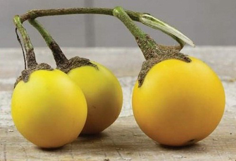 Variété d'aubergine aux oeufs d'or