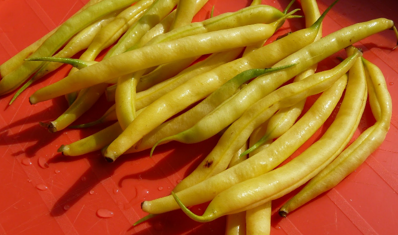 Une autre variété à maturité précoce est l'Oil King. La variété n'est pas seulement fructueuse, c'est un délice.