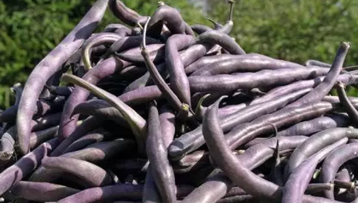 La variété mi-précoce Purple Queen (Purple King) donne de bons rendements de haricots violet-lilas de 15 centimètres dans n'importe quel sol