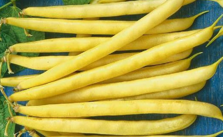 Panthera, contrairement à son nom, a des gousses jaunes et a une maturité moyennement tardive.