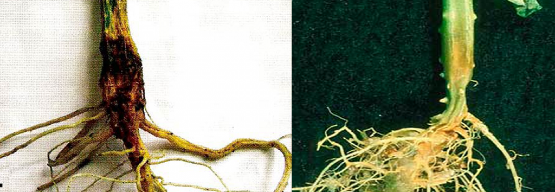 pourriture des racines