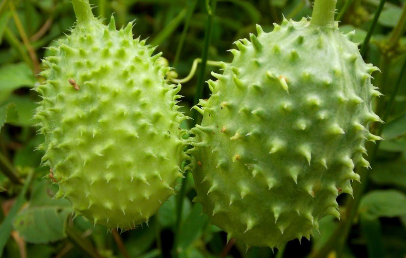 Variété de concombres hérisson