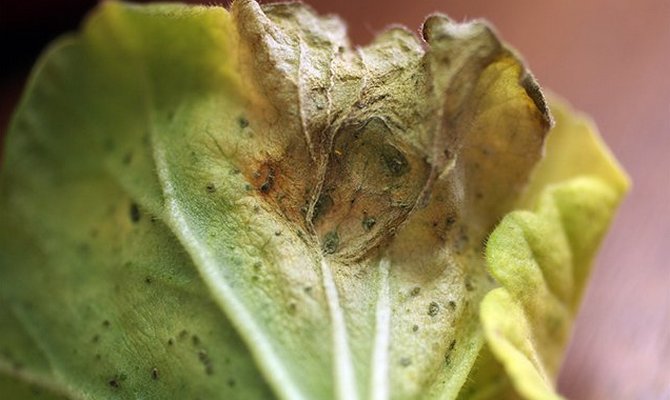  Des taches sombres sur le feuillage indiquent la défaite de la plante.
