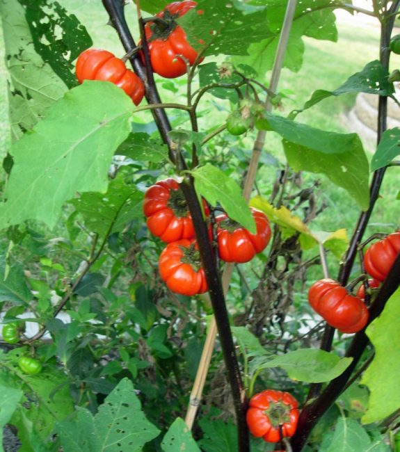 Variété d'aubergine à volants rouges